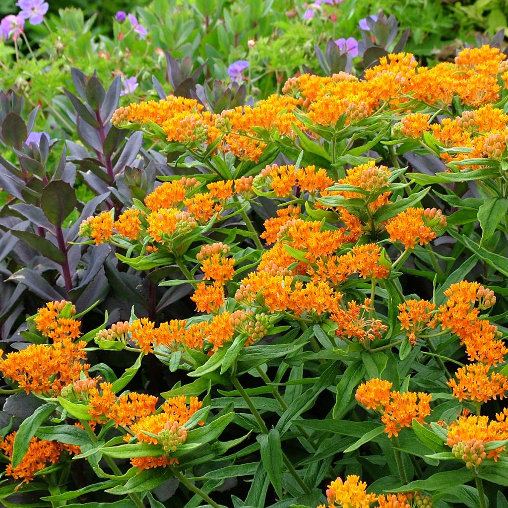 Asclepias tuberosa - Algodoncillo