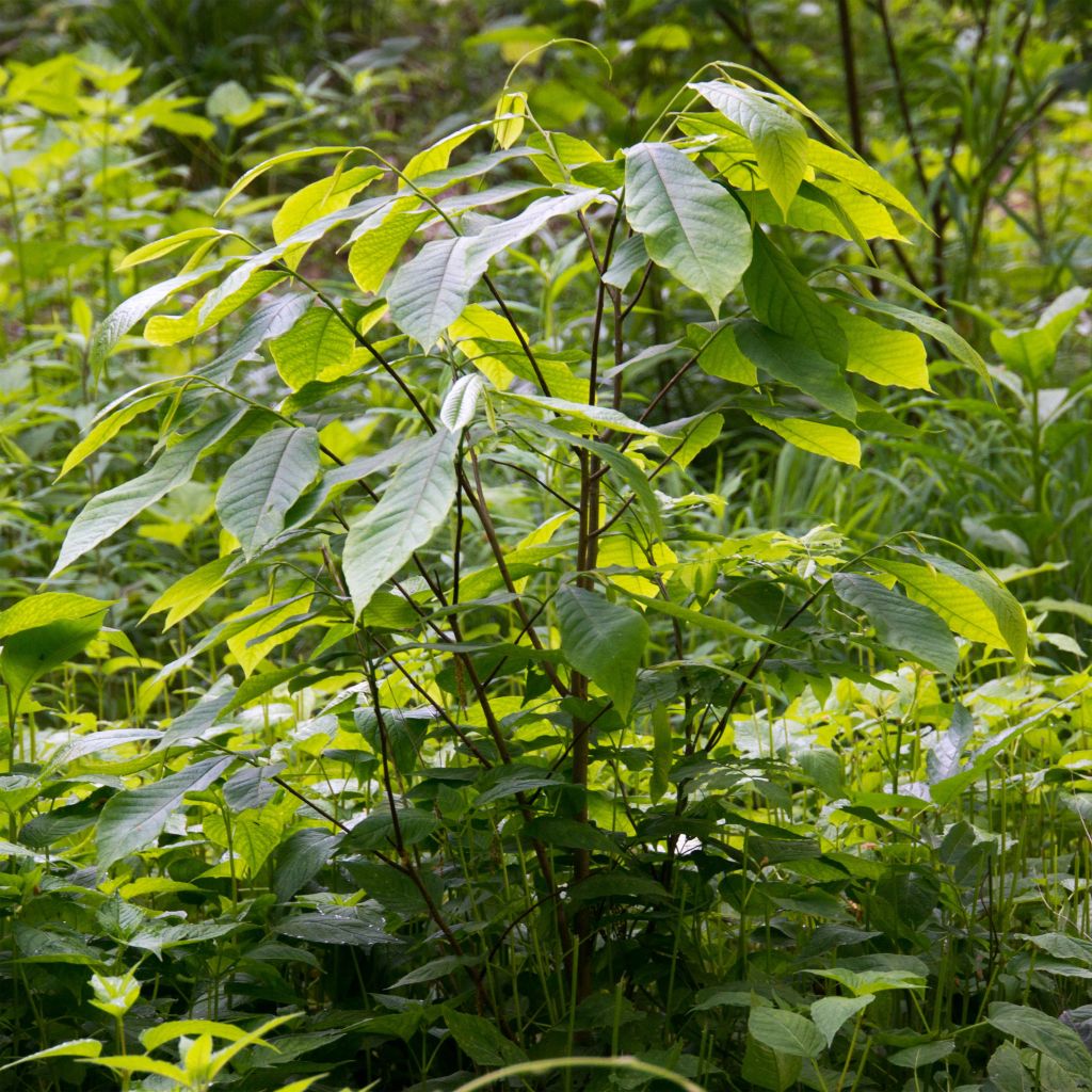 Asimina triloba - Banano de montaña