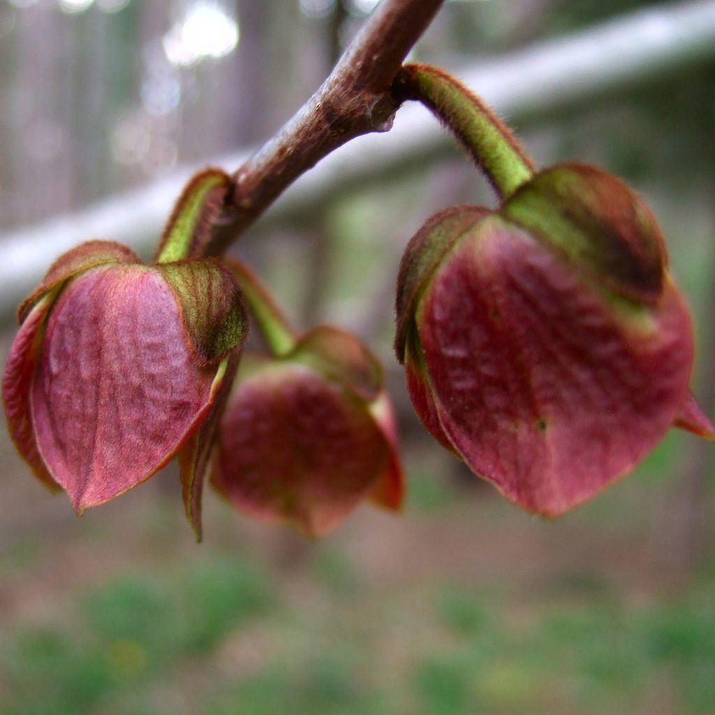 Asimina triloba - Banano de montaña