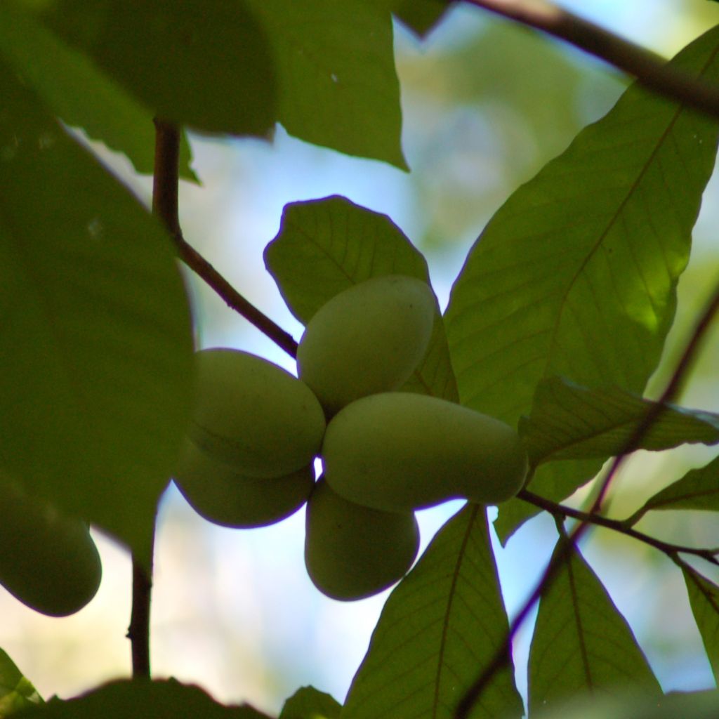 Asimina triloba - Banano de montaña