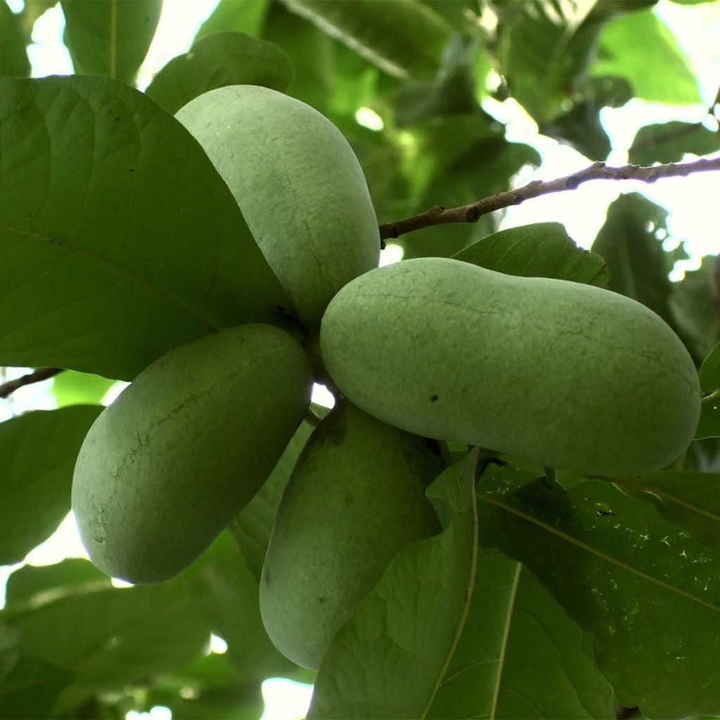 Asimina triloba Overlese