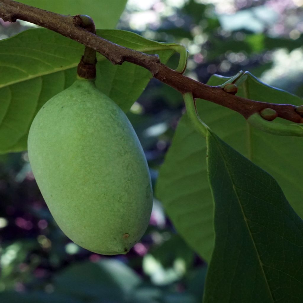 Asimina triloba Overlese