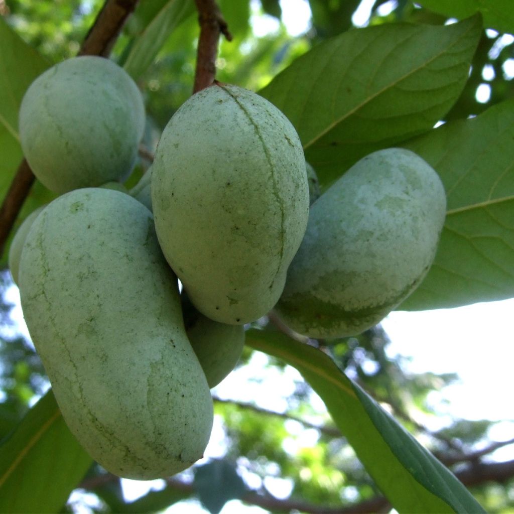 Asimina triloba Overlese