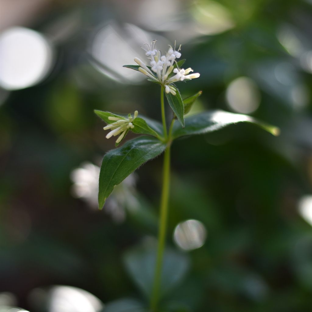 Asperula taurina