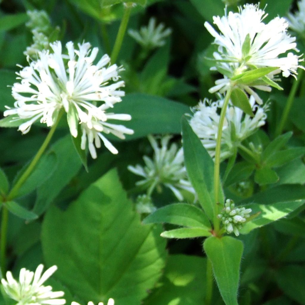 Asperula taurina ssp. caucasica