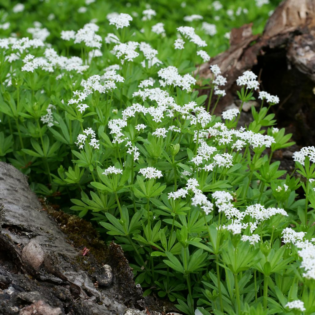 Aspérula olorosa - Galium odoratum