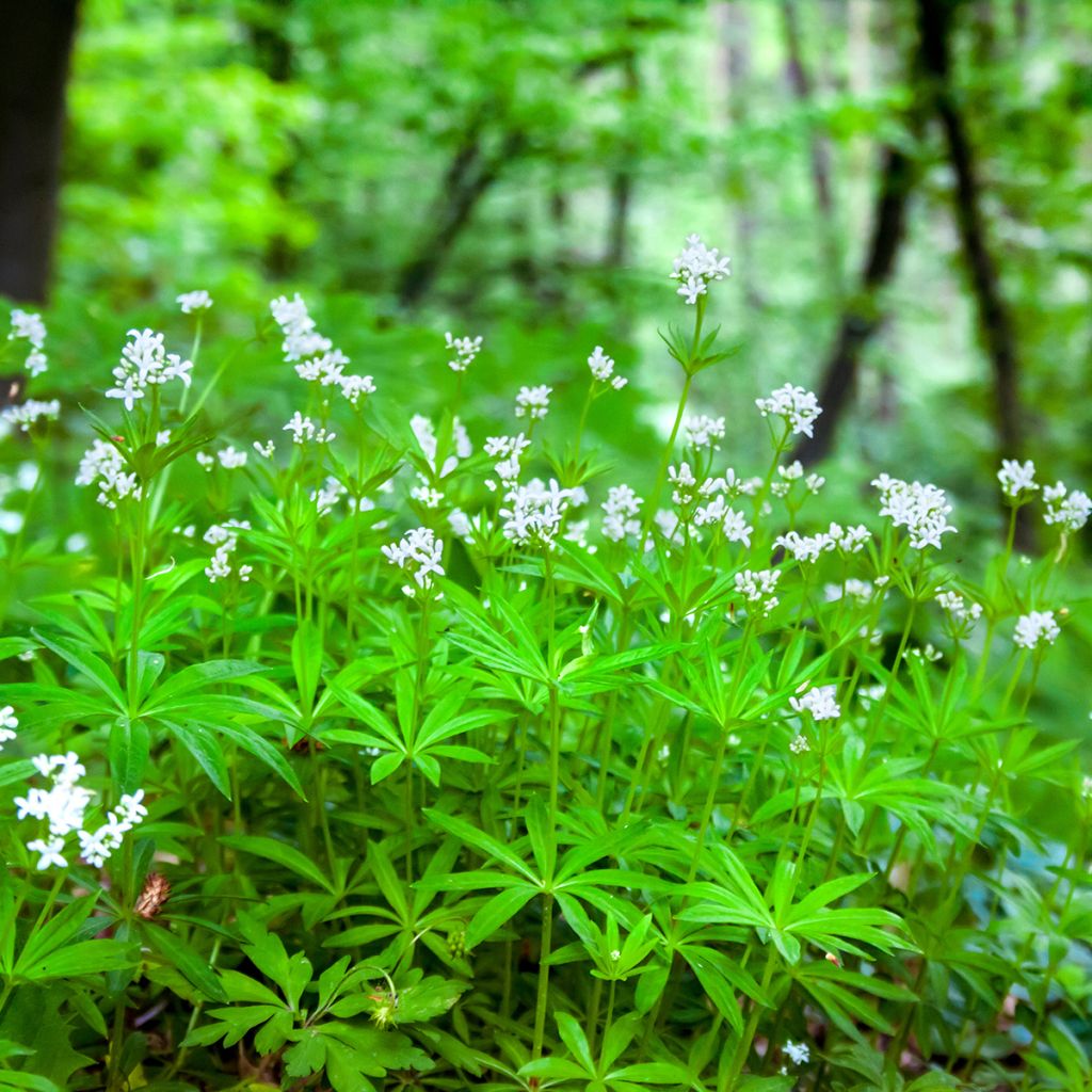 Aspérula olorosa - Galium odoratum