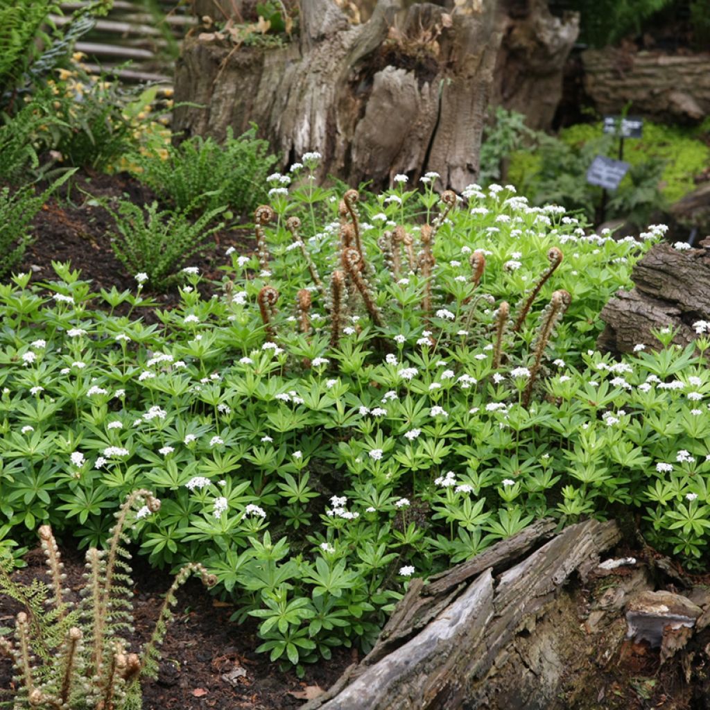 Aspérula olorosa - Galium odoratum