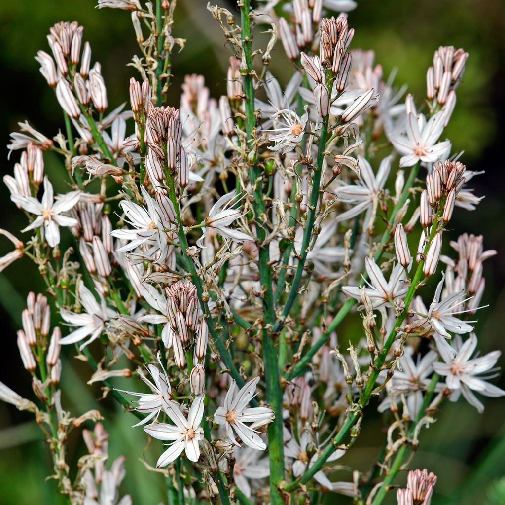 Asphodelus ramosus - Asfódelo