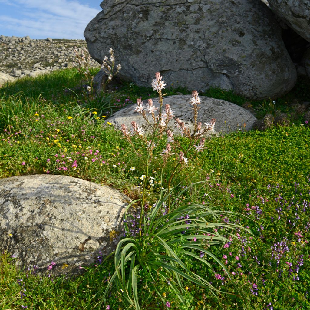 Asphodelus ramosus - Asfódelo