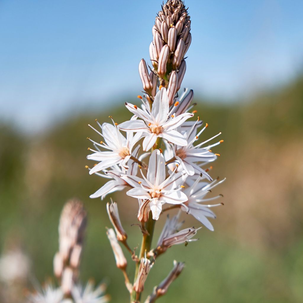 Asphodelus albus - Asfódelo