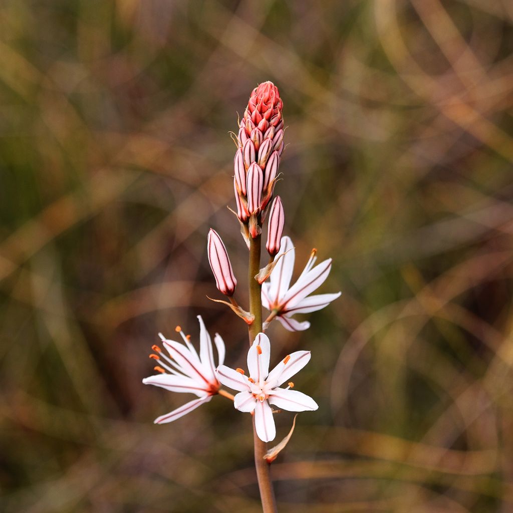 Asphodelus albus - Asfódelo