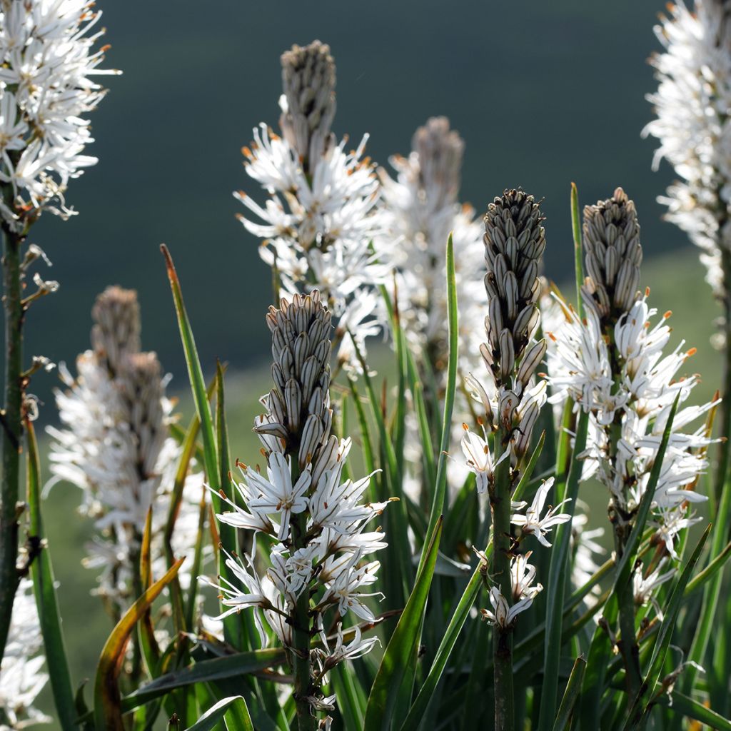 Asphodelus albus - Asfódelo