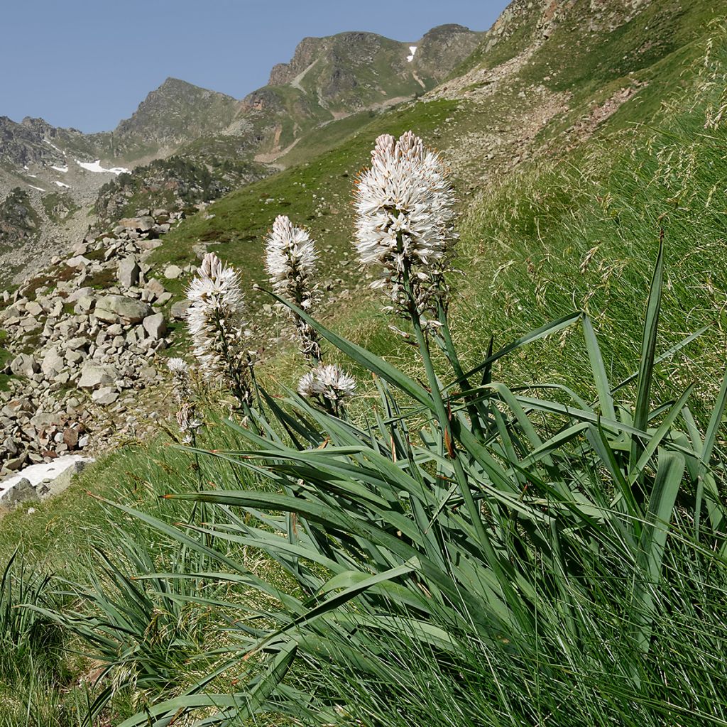 Asphodelus albus - Asfódelo