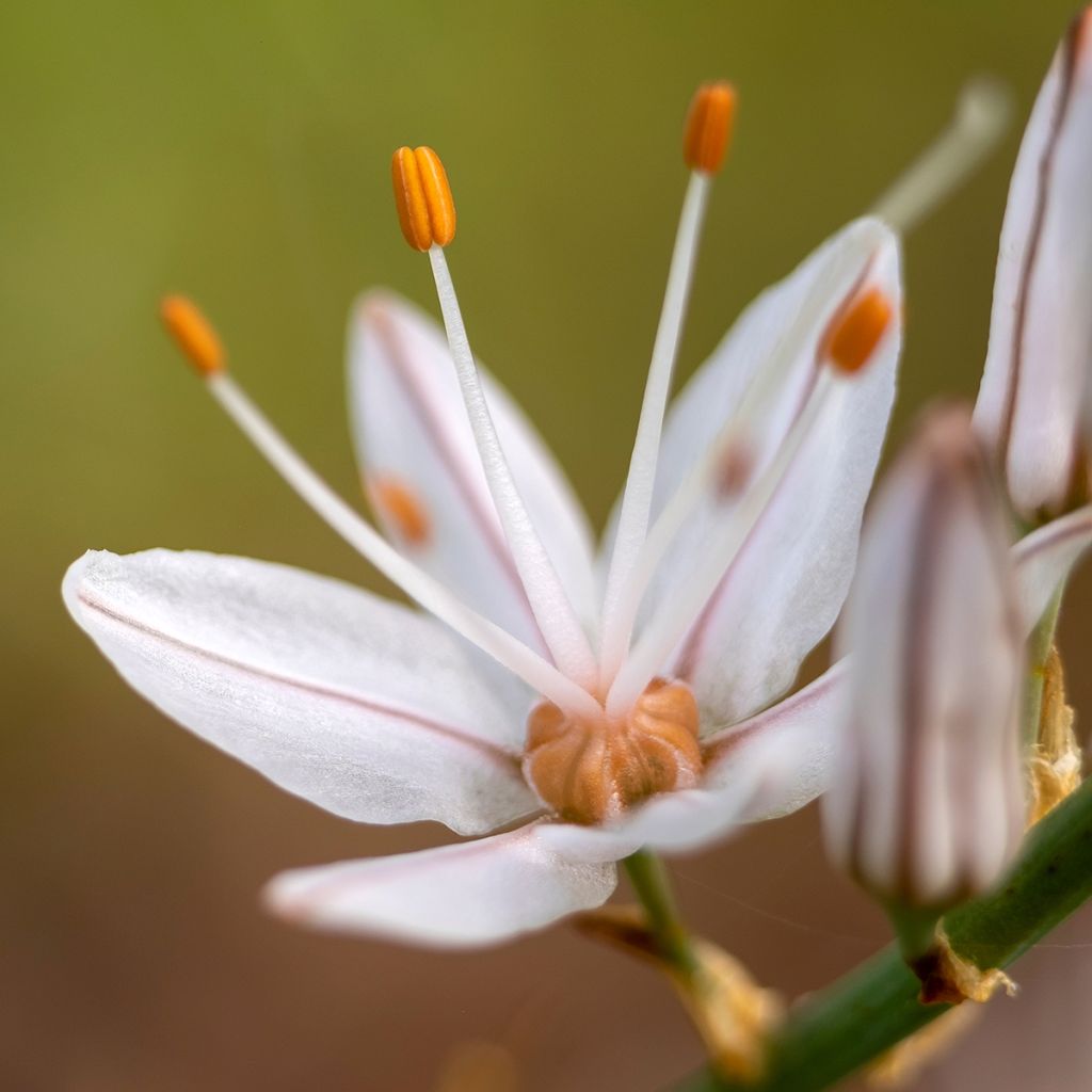 Asphodelus albus - Asfódelo