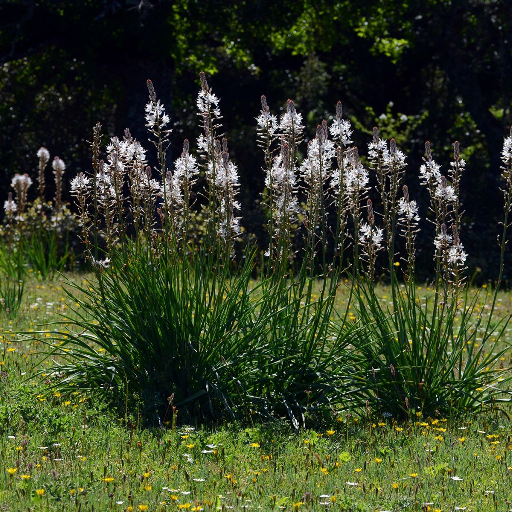 Asphodelus albus - Asfódelo