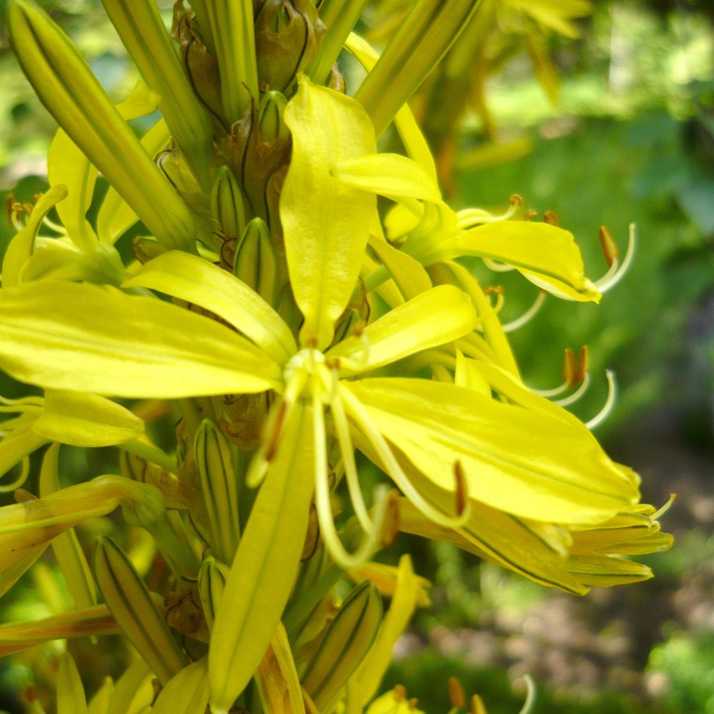 Bastón de Jacob - Asphodeline liburnica