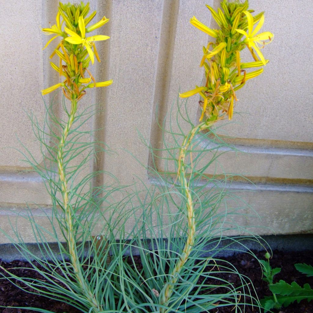 Bastón de Jacob - Asphodeline liburnica