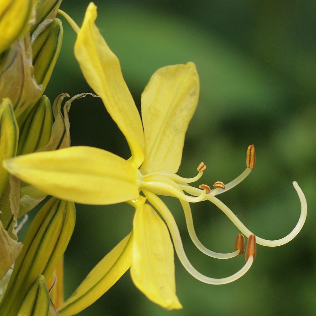 Bastón de Jacob - Asphodeline liburnica