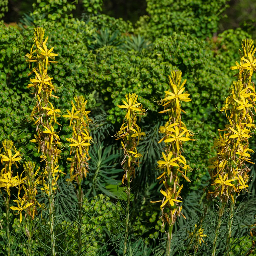 Bastón de Jacob - Asphodeline liburnica