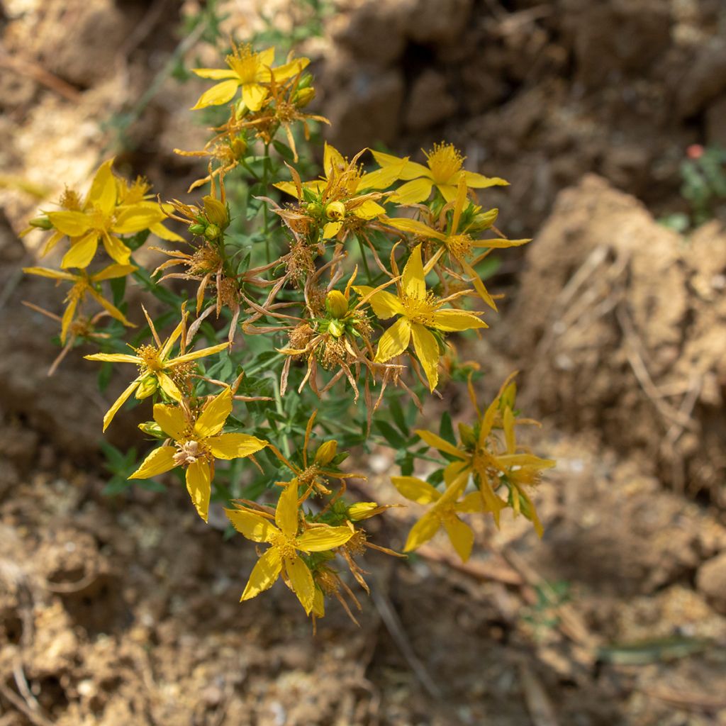 Bastón de Jacob - Asphodeline liburnica