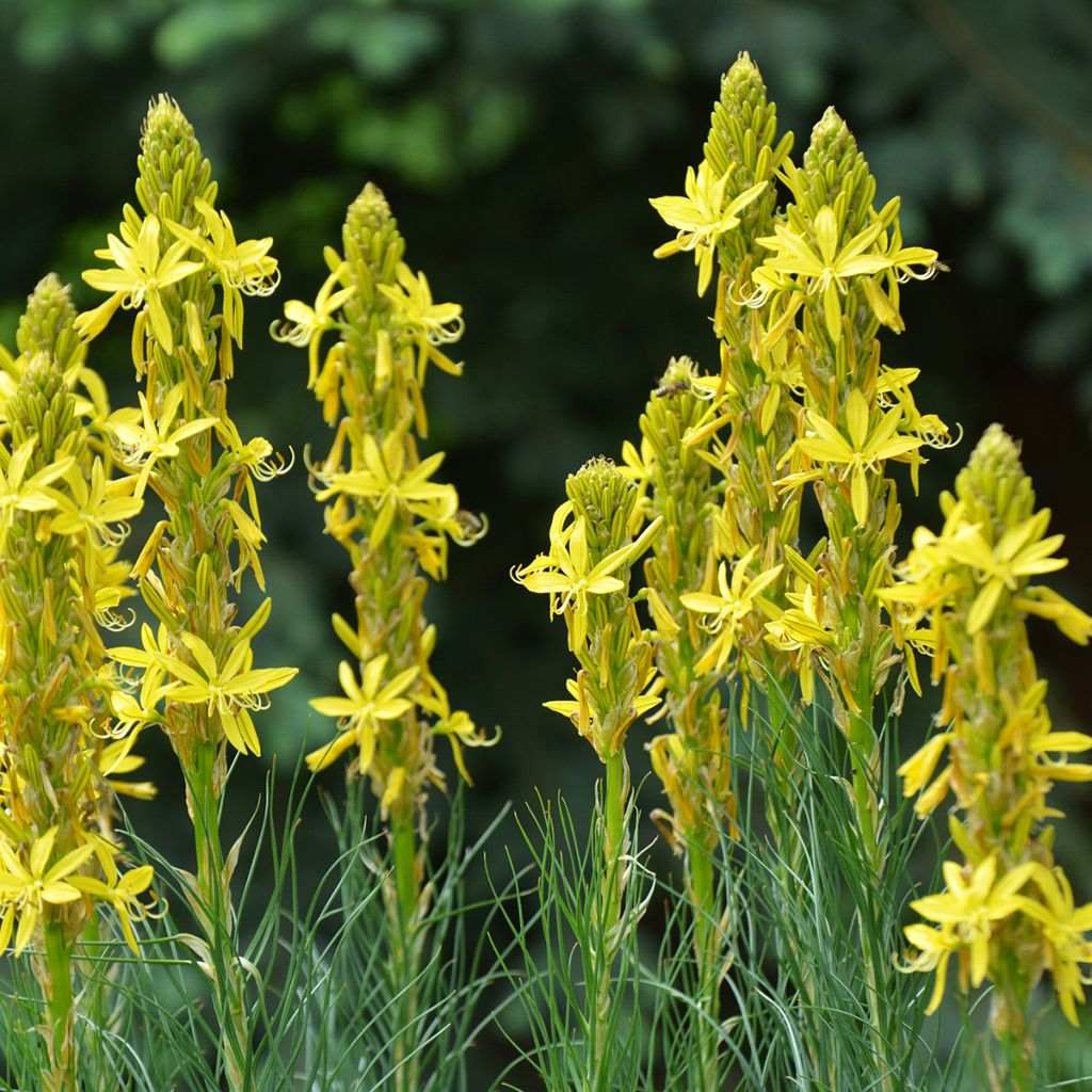 Bastón de Jacob - Asphodeline lutea