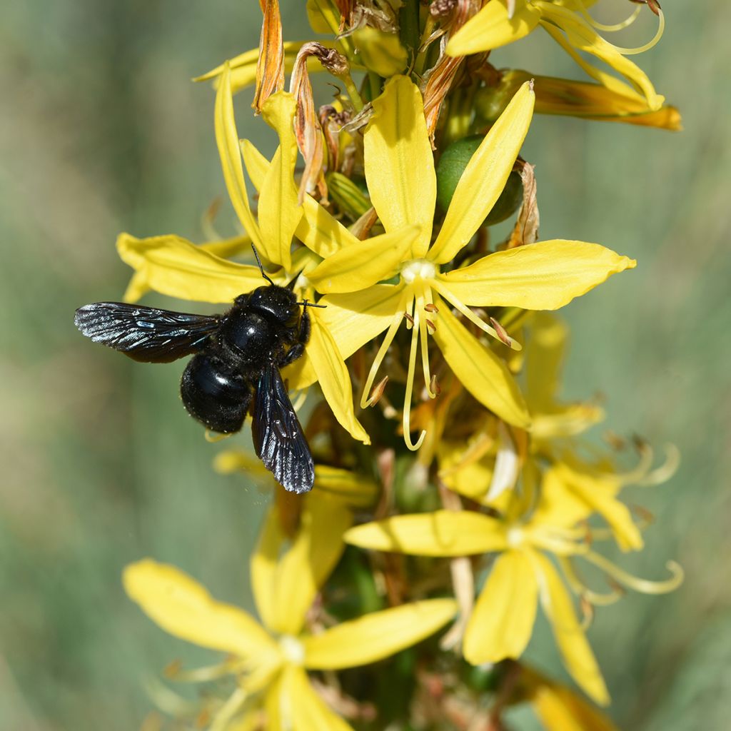 Bastón de Jacob - Asphodeline lutea