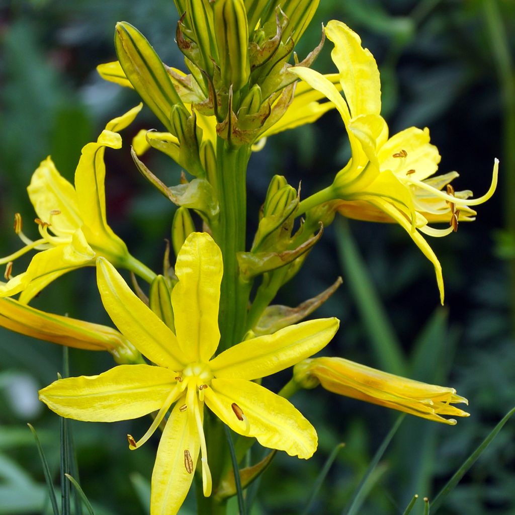 Bastón de Jacob - Asphodeline lutea