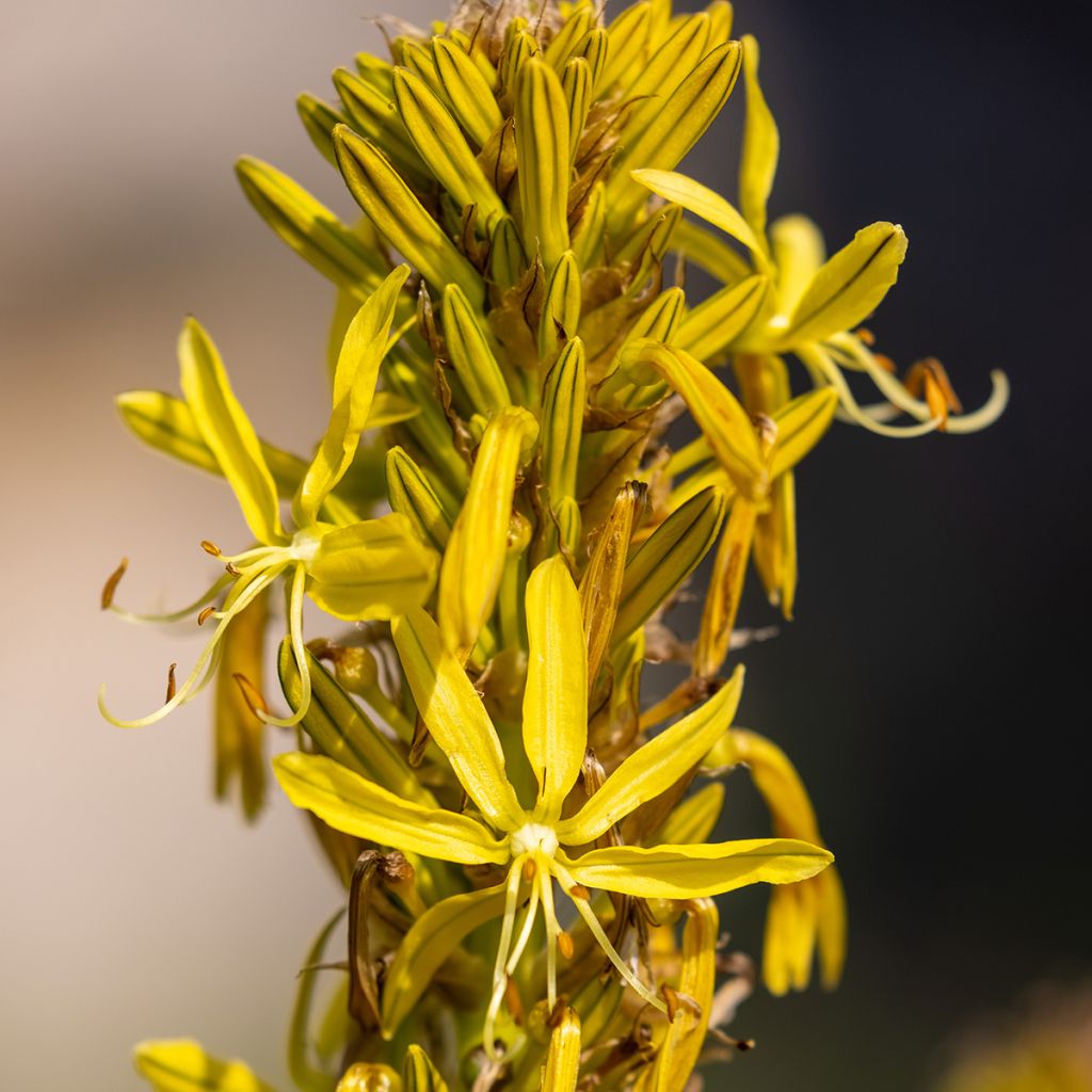 Bastón de Jacob - Asphodeline lutea