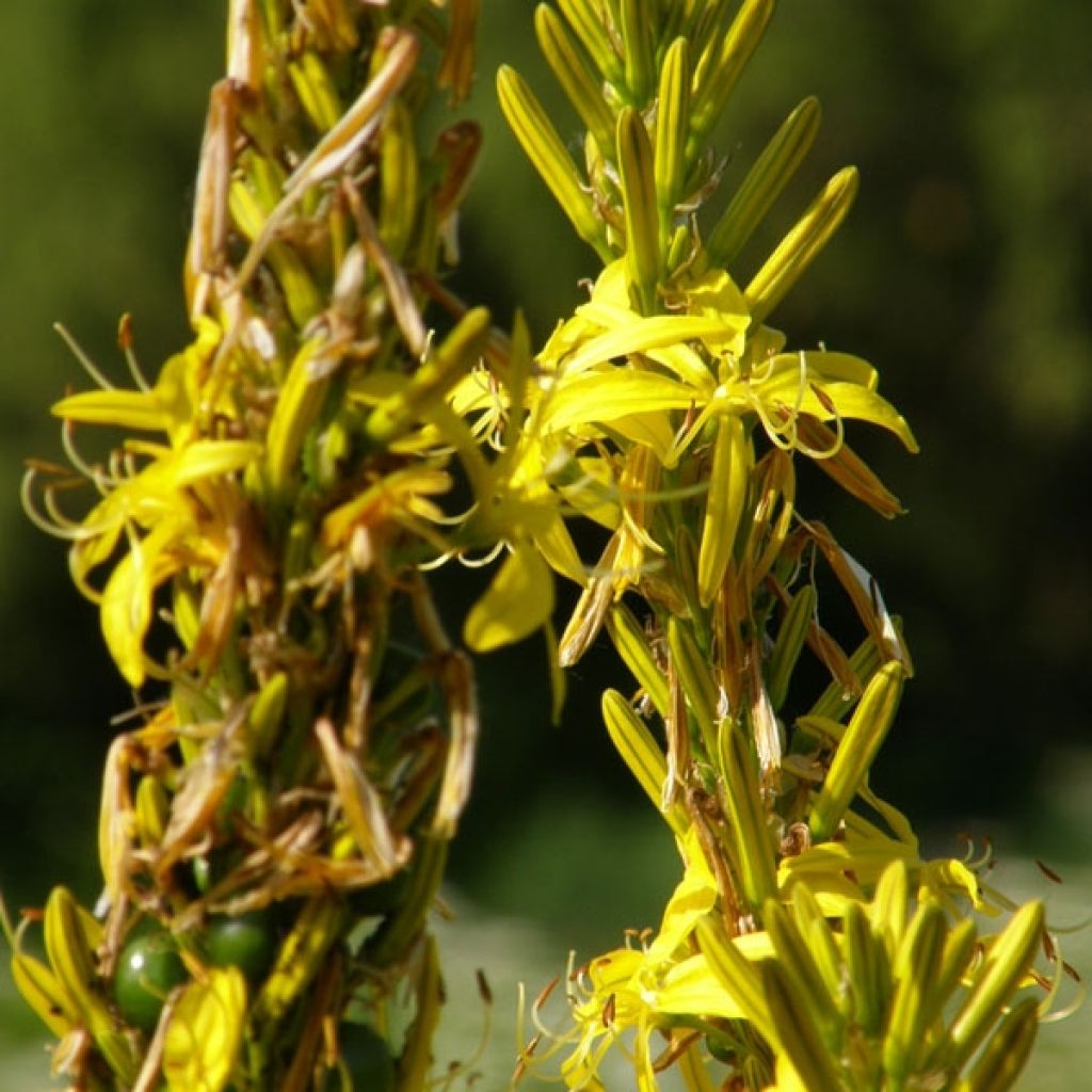 Asphodeline lutea - Bâton de Jacob