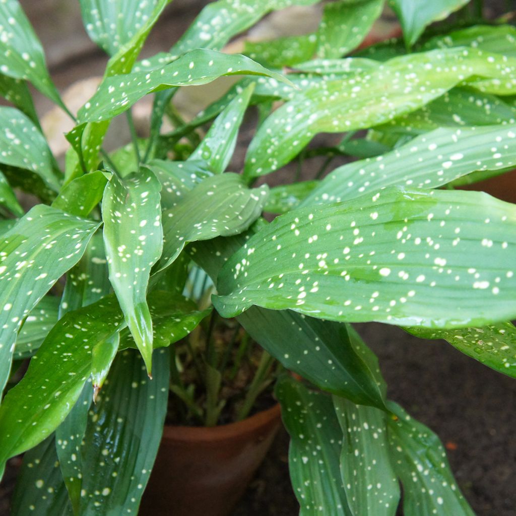 Aspidistra Milky way