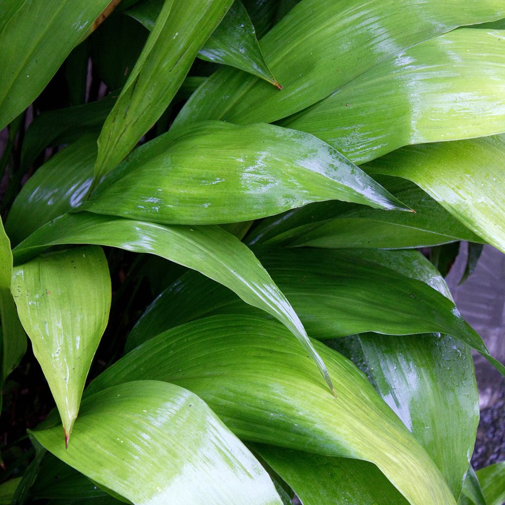 Aspidistra elatior