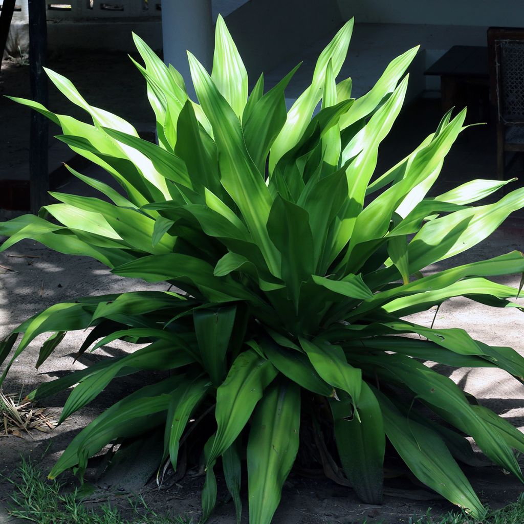 Aspidistra elatior