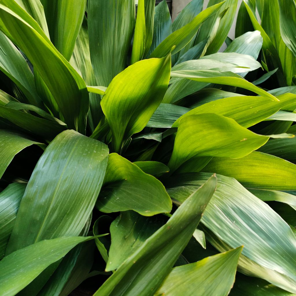 Aspidistra elatior