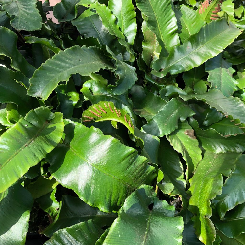 Asplenium scolopendrium Angustifolia - Fougère scolopendre