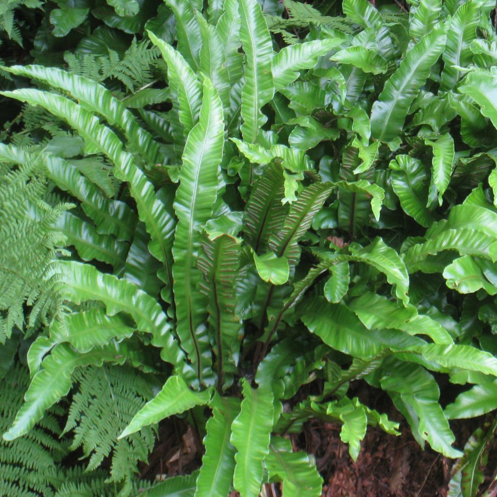 Asplenium scolopendrium Undulatum Group