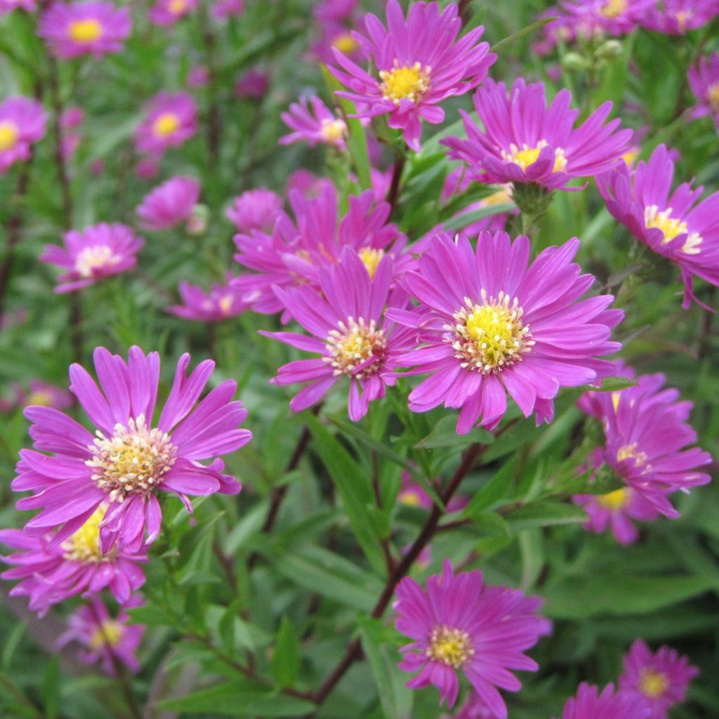 Aster hybride Carmen - Aster rose vif