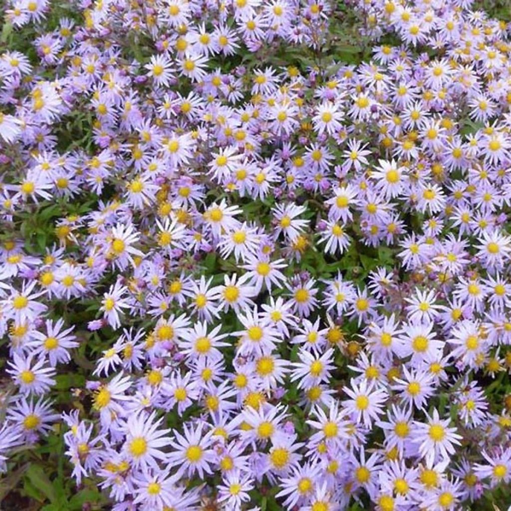 Aster ageratoides Eleven purple