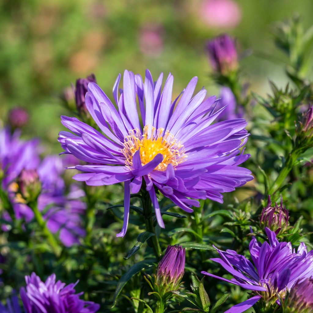 Aster ericoides Herfstweelde