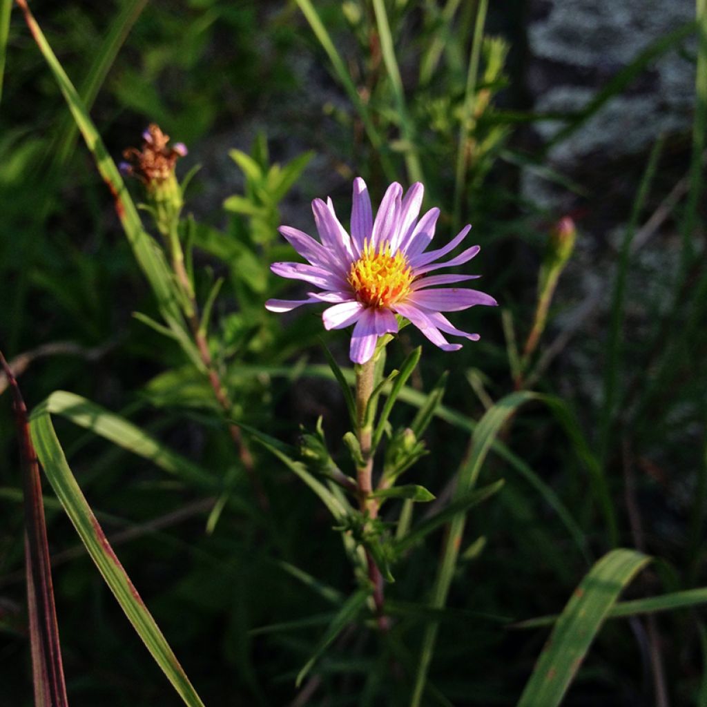 Aster linariifolius