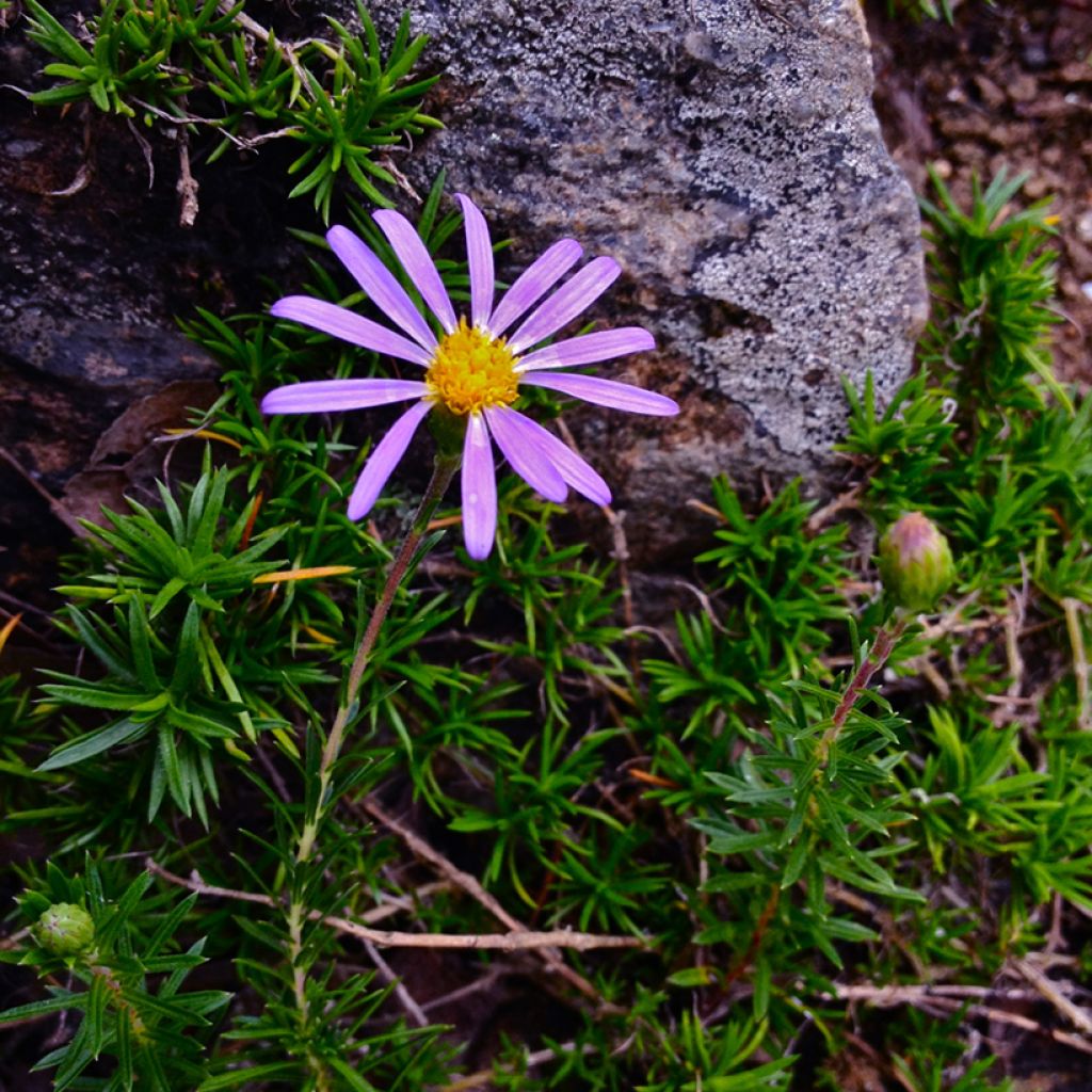 Aster linariifolius