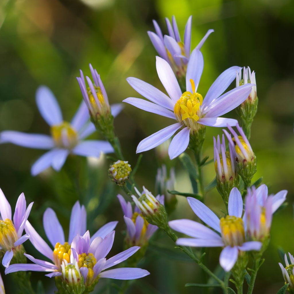 Aster sedifolius - Manzanilla de pastor