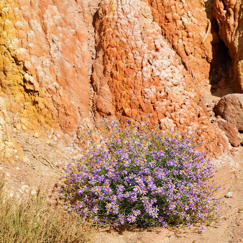 Aster sedifolius - Manzanilla de pastor