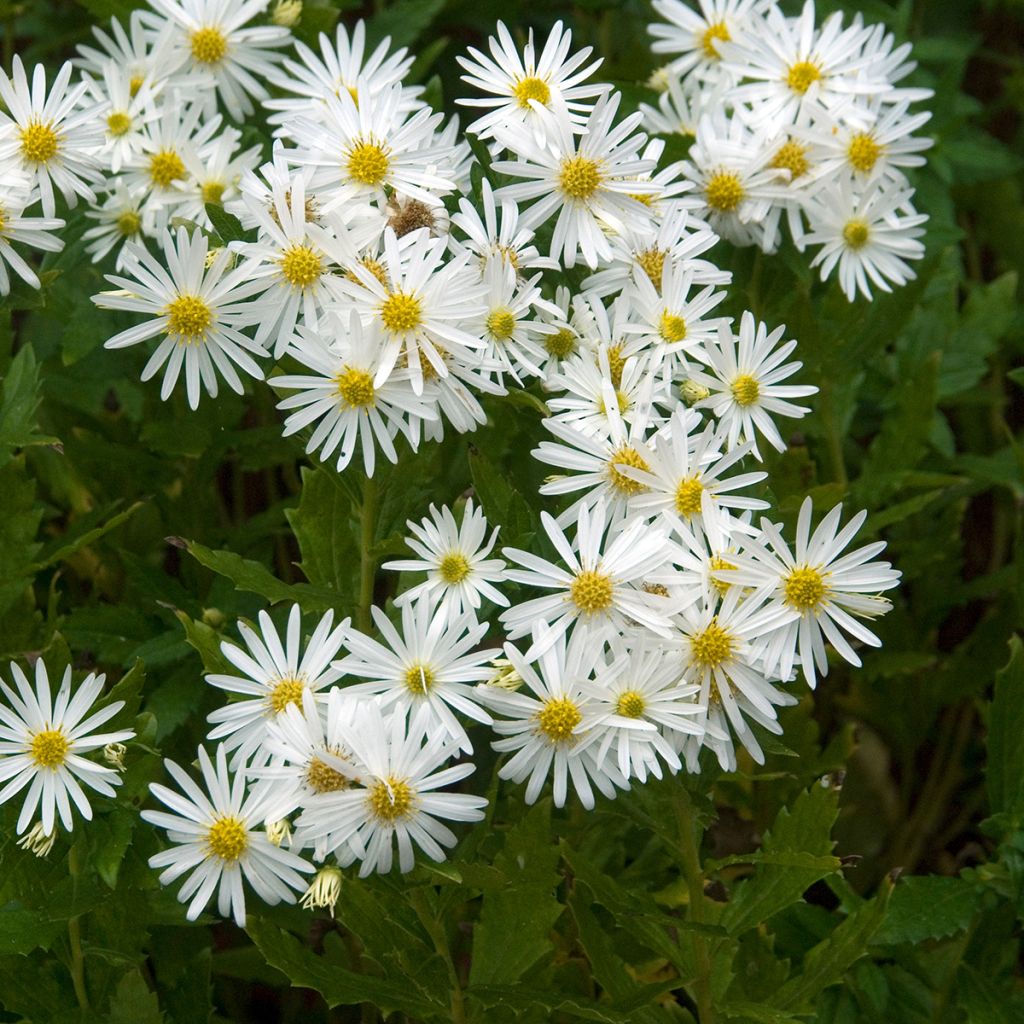 Aster ageratoides Ashvi