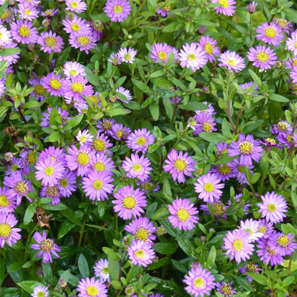 Aster ageratoides Ezo Murasaki