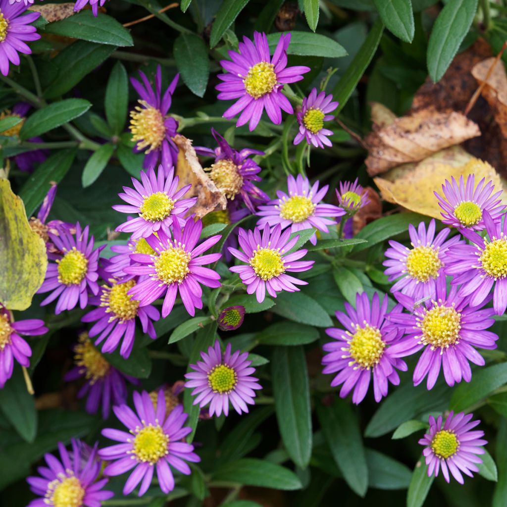 Aster ageratoides Ezo Murasaki