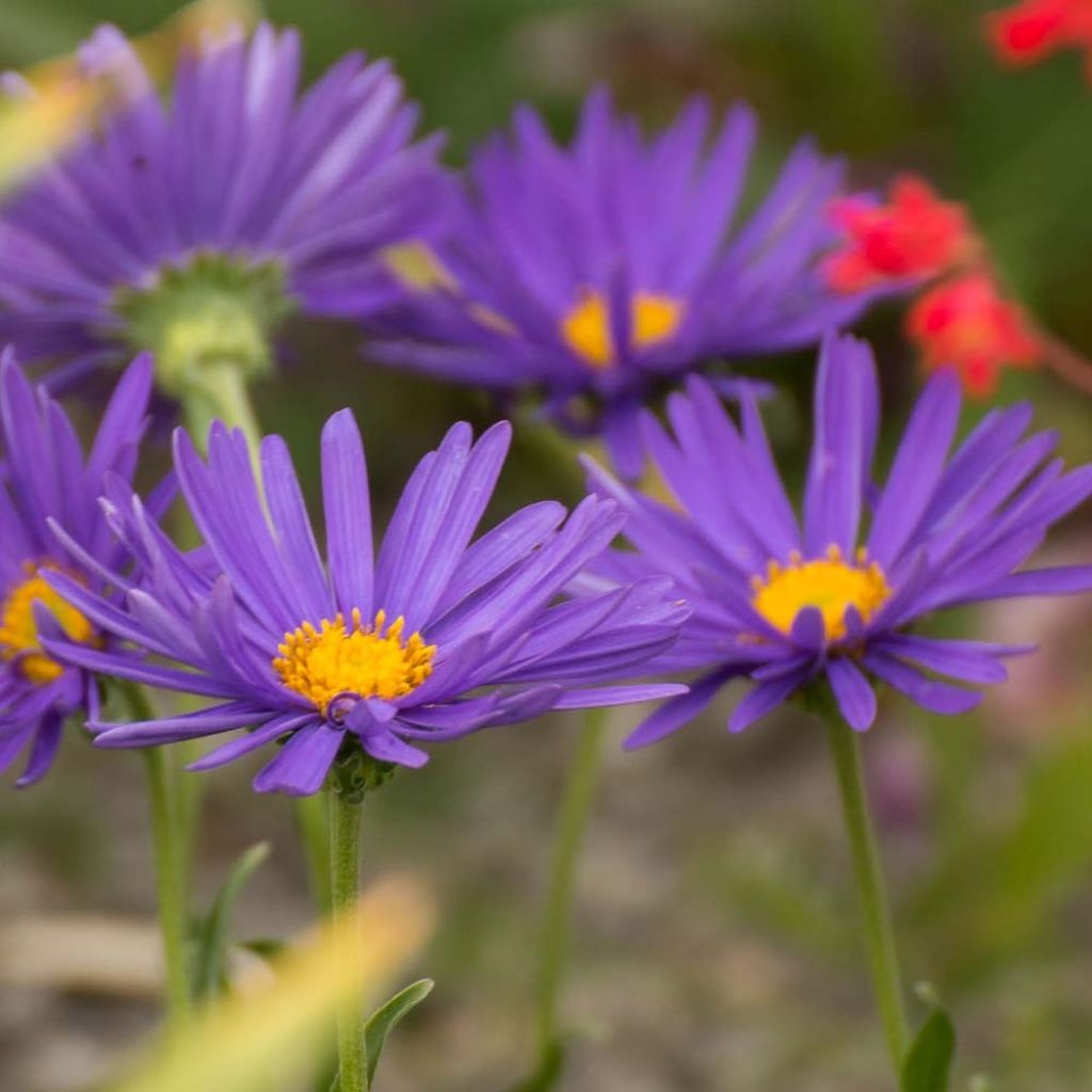 Aster alpinus Blue Beauty