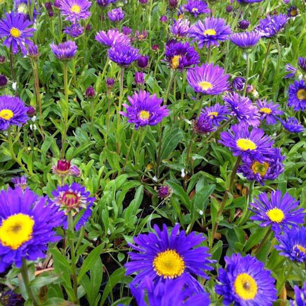 Aster alpinus Dunkle Schöne - Aster des Alpes bleu