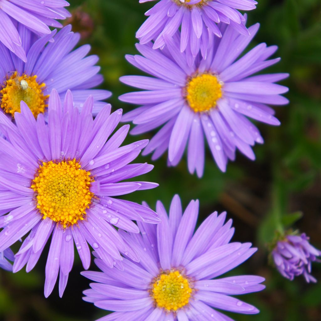 Aster alpinus Dunkle Schöne