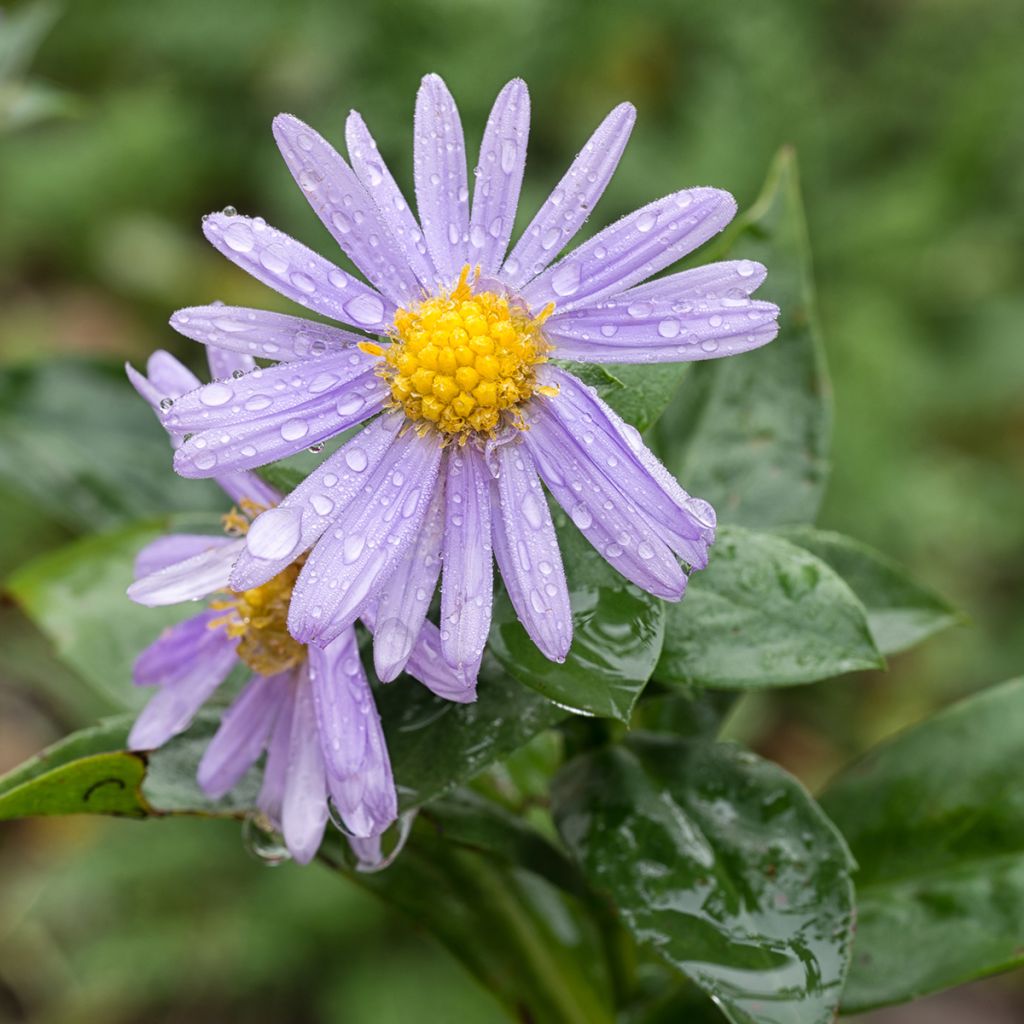 Aster amellus Peach Blossom